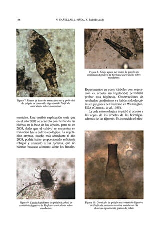 Figura 7. Restos de base de antena (escapo y pedicelo)
de pulgón en contenido digestivo deForficula
auricularia sobre mandarino.
mentales. Una posible explicación sería que
en el año 2002 se controló con herbicida las
hierbas en la base de los árboles, pero no en
2003, dado que el cultivo se encuentra en
transición hacia cultivo ecológico. La vegeta-
ción arvense, mucho más abundante el año
2003, podría haber proporcionado suficiente
refugio y alimento a las tijeretas, que no
habrían buscado alimento sobre los frutales.
Figura 8. Artejo apical del rostro de pulgón en
contenido digestivo de Forficula auricularia sobre
mandarino.
Experimentos en curso (árboles con vegeta-
ción vs. árboles sin vegetación) permitirán
probar esta hipótesis. Observaciones de
resultados tan distintos ya habían sido descri-
tas en pulgones del manzano en Washington,
USA (CARROLL et al, 1985).
La cola entomológica impidió el acceso a
las copas de los árboles de las hormigas,
además de las tijeretas. Es conocido el efec-
Figura 9. Cauda digitiforme de pulgón (Aphis) en
contenido digestivo de Forficulaauricularia sobre
mandarino.
Figura 10. Comículo de pulgón en contenido digestivo
de Forficulaauricularia sobre mandarino. Se
observan igualmente granos de polen.
 