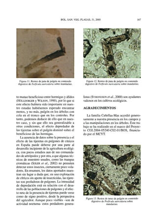 Figura 11. Restos de pata de pulgón en contenido
digestivo de Forficula auricularia sobre mandarino.
Figura 12. Restos de pata de pulgón en contenido
digestivo de Forficulaauricularia sobre mandarino.
to mutuo beneficioso entre hormigas y áfidos
(HOLLDOBLER y WILSON, 1990), por lo que si
este efecto hubiera sido importante en nues-
tro estudio hubiésemos esperado encontrar
menos, y no más, pulgón en los árboles con
cola en el tronco que en los controles. Por
tanto, podemos deducir de ello que en nues-
tro caso, y sin que ello sea generalizable a
otras condiciones, el efecto depredador de
las tijeretas sobre el pulgón dominó sobre el
beneficioso de las hormigas.
La ausencia de datos sobre la presencia o el
efecto de las tijeretas en pulgones de cítricos
en España puede deberse por una parte al
desarrollo incipiente de la agricultura ecológi-
ca, con pocos estudios aun de sus comunida-
des de artrópodos y por otra, a que algunas téc-
nicas de muestreo usuales, como las trampas
cromáticas (SOLER et al, 2002) no permiten
detectar estos insectos, ciertamente poco vola-
dores. En resumen, los datos aportados mues-
tran sin lugar a duda que, en una explotación
de cítricos sin aporte de insecticidas, las tijere-
tas son predadoras de pulgones. La intensidad
de depredación está en relación con el desa-
rrollo de las poblaciones de pulgones y el efec-
to neto de la presencia de tijeretas puede verse
como de signo positivo, desde la perspectiva
del agricultor. Aunque poco visibles -son de
actividad nocturna- estos predadores genera-
listas (SYMONDSON etal, 2000) son ayudantes
valiosos en los cultivos ecológicos.
AGRADECIMIENTOS
La familia Cañellas-Mas accedió genero-
samente a nuestra presencia en los campos y
a las manipulaciones en los árboles. Este tra-
bajo se ha realizado en el marco del Proyec-
to CGL2004-05240-C02-01/BOS, financia-
do por el MCYT.
Figura 13. Restos de tarso de pulgón en contenido
digestivo de Forficulaauricularia sobre
mandarino.
 