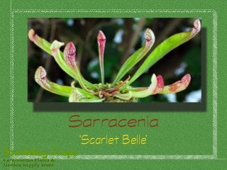 Sarracenia
‘Scarlet Belle’
 