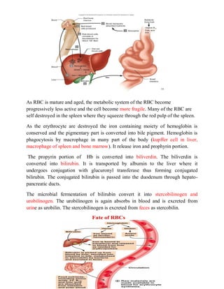 Red blood cell formation and fate of RBC | PDF
