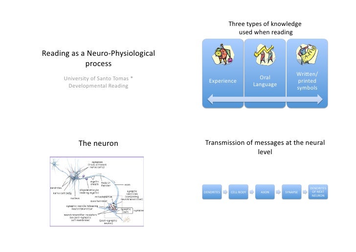 Pdf reading as a neuro physiological process Biology Diagrams