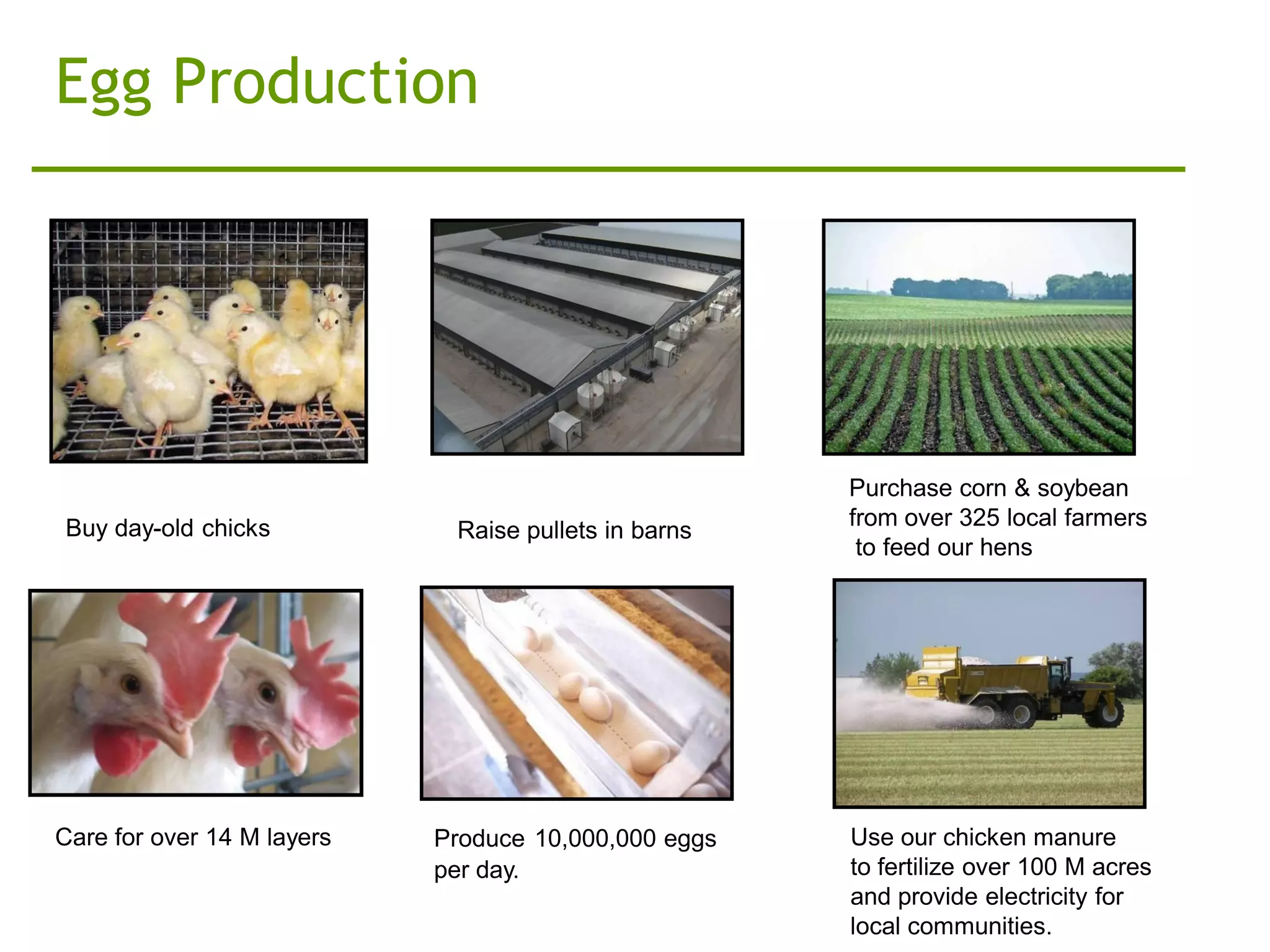 Egg Production




                                                      Purchase corn & soybean
Buy day-old chicks                                    from over 325 local farmers
                             Raise pullets in barns
                                                       to feed our hens




Care for over 14 M layers   Produce 10,000,000 eggs   Use our chicken manure
                            per day.                  to fertilize over 100 M acres
                                                      and provide electricity for
                                                      local communities.
 