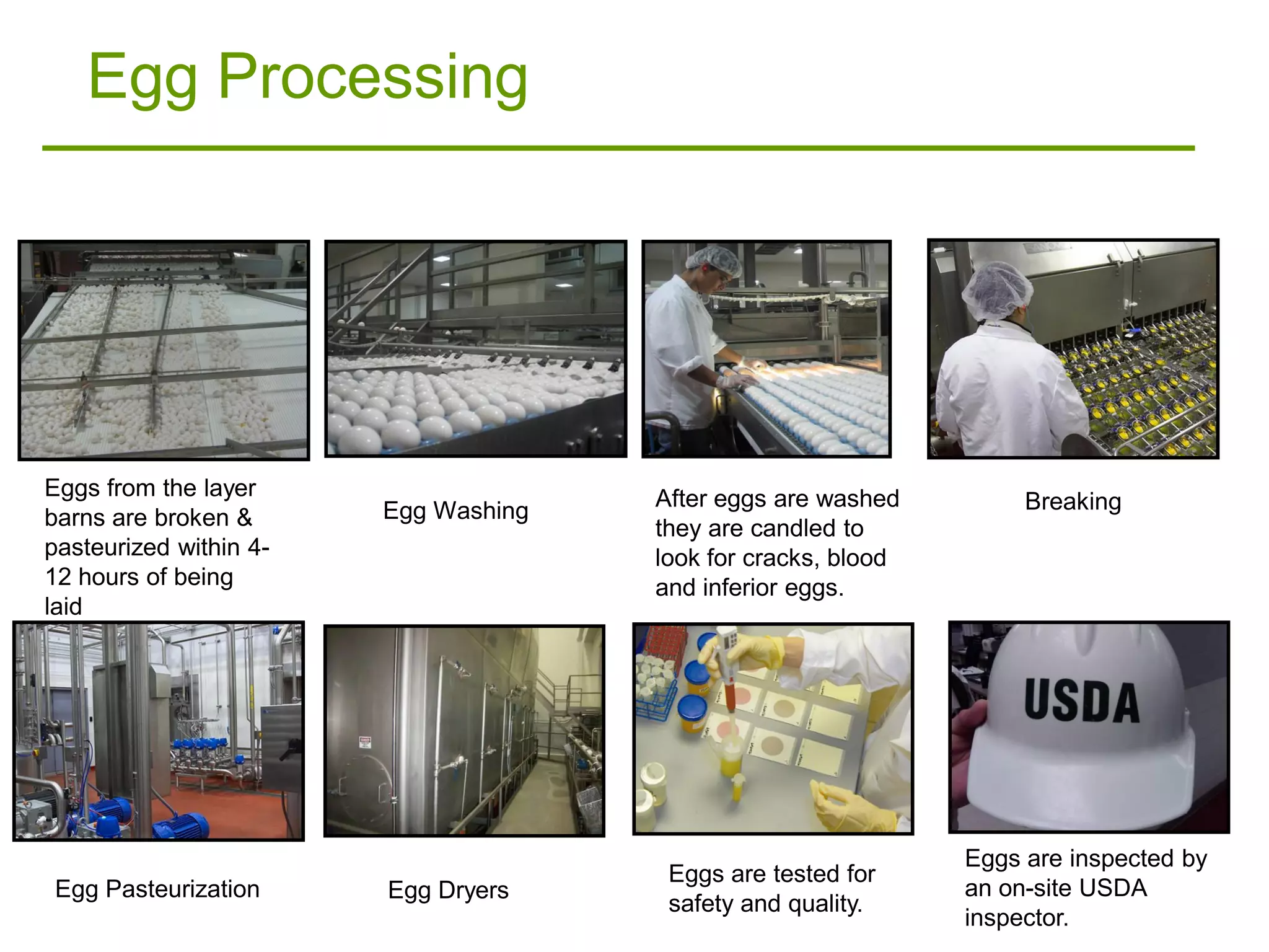 Egg Processing




Eggs from the layer                   After eggs are washed
                        Egg Washing                                 Breaking
barns are broken &                    they are candled to
pasteurized within 4-                 look for cracks, blood
12 hours of being                     and inferior eggs.
laid




                                                               Eggs are inspected by
                                       Eggs are tested for
Egg Pasteurization      Egg Dryers                             an on-site USDA
                                       safety and quality.
                                                               inspector.
 