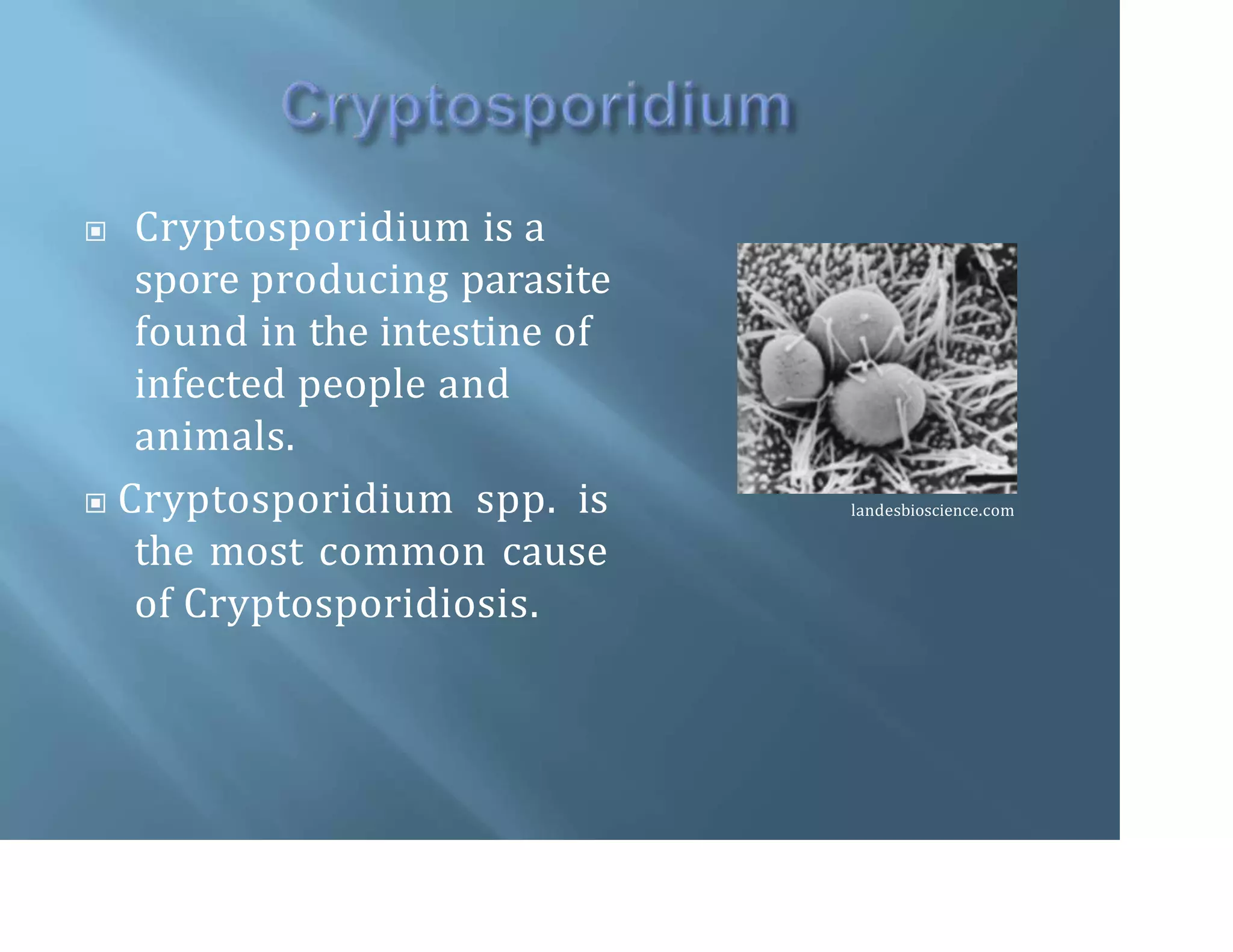 Cryptosporadium | PPTX