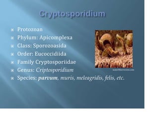 ▣ Protozoan
▣ Phylum: Apicomplexa
▣ Class: Sporozoasida
▣ Order: Eucoccidiida
▣ Family Cryptosporiidae
▣ Genus: Criptosporidium
▣ Species: parvum, muris, meleagridis, felis, etc.
waterfilterreview.com
 