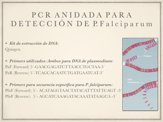 P C R A N I D A D A P A R A
D E T E C C I Ó N D E P. F a l c i p a r u m
Kit de extracción de DNA:
Quiagen.
Primers utilizados: Ambos para DNA de plasmodium:
PaF (Forward) 5´-GAACGAGATCTTAACCTGCTAA-3´
PaR (Reverse) 5´-TCAGCACAATCTGATGAATCAT-3´
Primers para secuencia especíﬁca para P. falciparum:
PfnF (Forward): 5´- ACATAGGTAACTATACATTTATTCAGT -3´
PfnF (Reverse): 5´- AGCATCAAAGATACAAATATAAGCA -3´
 
