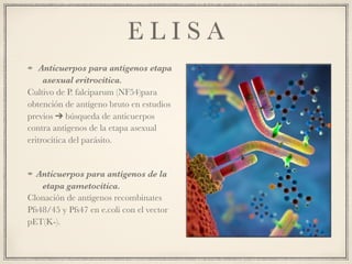 E L I S A
Anticuerpos para antígenos etapa
asexual eritrocítica.
Cultivo de P. falciparum (NF54)para
obtención de antígeno bruto en estudios
previos ➔ búsqueda de anticuerpos
contra antígenos de la etapa asexual
eritrocítica del parásito.
Anticuerpos para antígenos de la
etapa gametocítica.
Clonación de antígenos recombinates
Pfs48/45 y Pfs47 en e.coli con el vector
pET(K-).
 
