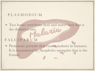 Two hosts: vertebrate host and insect host that is
the deﬁnitive one.
Protozoan parasite that causes malaria in humans.
It is transmitted by Anopheles mosquito that is the
female.
P L A S M O D I U M
F A L C I P A R U M
 