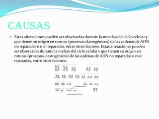 CAUSAS
 Estas alteraciones pueden ser observadas durante la metafasedel ciclo celular y
que tienen su origen en roturas (procesos clastogénicos) de las cadenas de ADN
no reparadas o mal reparadas, entre otros factores. Estas alteraciones pueden
ser observadas durante la mafase del ciclo celular y que tienen su origen en
roturas (procesos clastogénicos) de las cadenas de ADN no reparadas o mal
reparadas, entre otros factores.
 