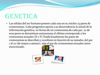 GENETICA
 Las células del ser humano poseen cada una en su núcleo 23 pares de
cromosomas. Cada progenitor aporta a su descendencia la mitad de la
información genética, en forma de un cromosoma de cada par. 22 de
esos pares se denominan autosomasy el último corresponde a los
cromosoma sexuales (X o Y).Tradicionalmente los pares de
cromosomas se describen y nombran en función de su tamaño, del par
1 al 22 (de mayor a menor), más el par de cromosomas sexuales antes
mencionado.
 