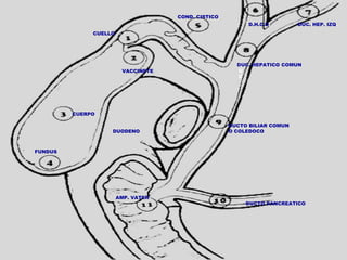 COND. CISTICO
D.H.C.D.

DUC. HEP. IZQ.

CUELLO

VACCINETE

DUC. HEPATICO COMUN
D
U
C

CUERPO
DUODENO

DUCTO BILIAR COMUN
O COLEDOCO

FUNDUS

AMP. VATER

DUCTO PANCREATICO

 