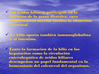 Los ácidos biliares participan en la

digestión de la grasa dietética, cuya
solubilización micelar facilita la absorción
intestinal.

 La bilis aporta también inmunoglobulina
A al intestino.

Tanto la formación de la bilis en los

hepatocitos como la circulación
enterohepática de ácidos biliares
desempeñan un papel fundamental en la
homeostasis del colesterol del organismo.

 