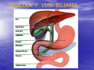 VESICULA Y VIAS BILIARES

 