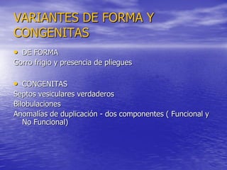 VARIANTES DE FORMA Y
CONGENITAS
• DE FORMA
Gorro frigio y presencia de pliegues

• CONGENITAS
Septos vesiculares verdaderos
Bilobulaciones
Anomalías de duplicación - dos componentes ( Funcional y
No Funcional)

 