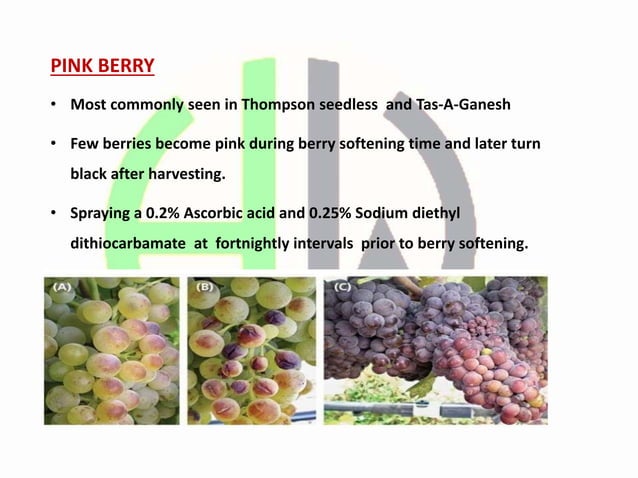 Image showcasing Physiological Disorders of Grapes.pptx
