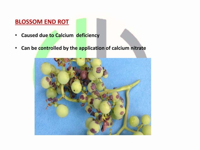 View of Physiological Disorders of Grapes.pptx