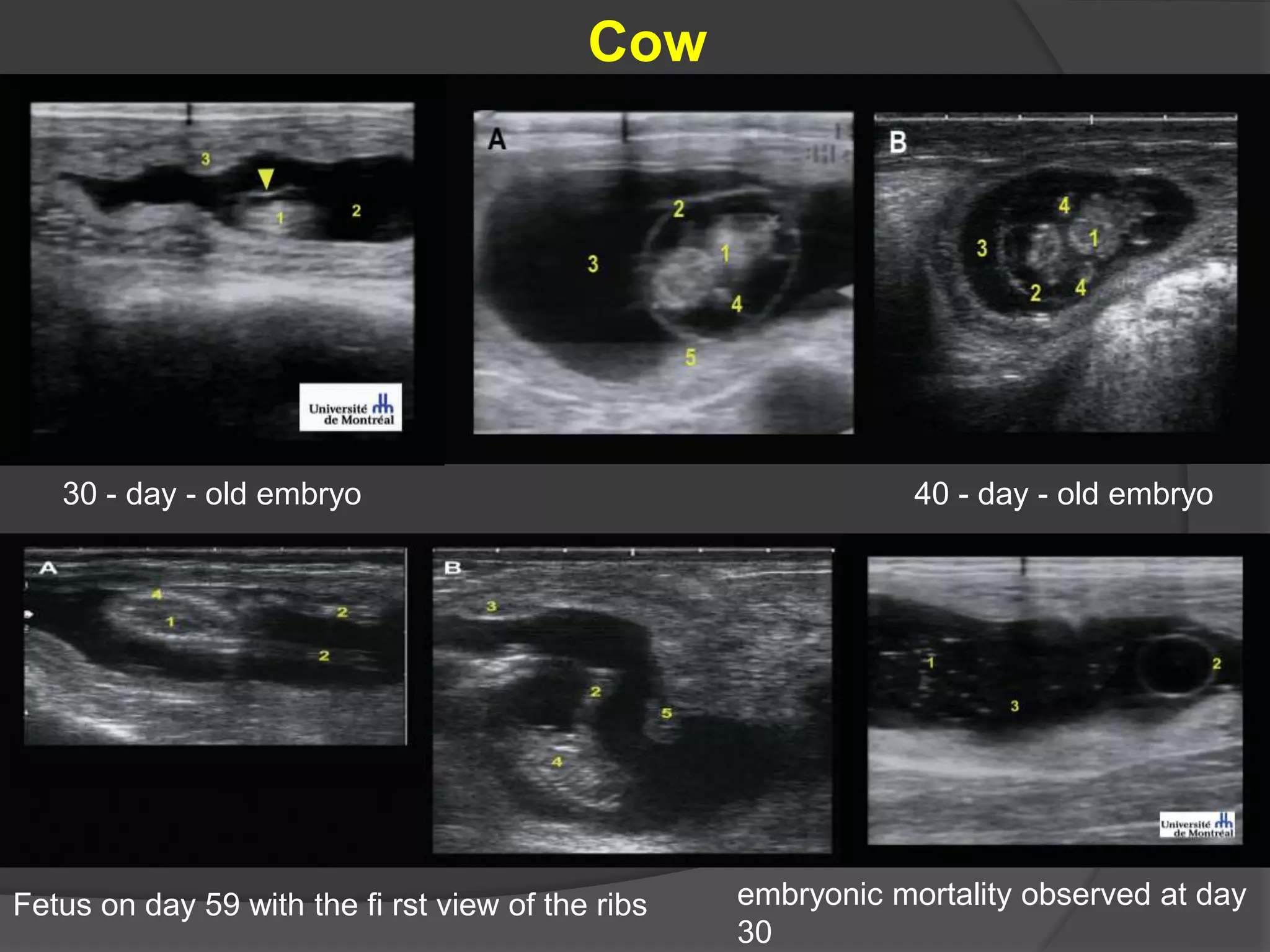 30 - day - old embryo 40 - day - old embryo
Fetus on day 59 with the fi rst view of the ribs embryonic mortality observed at day
30
Cow
 