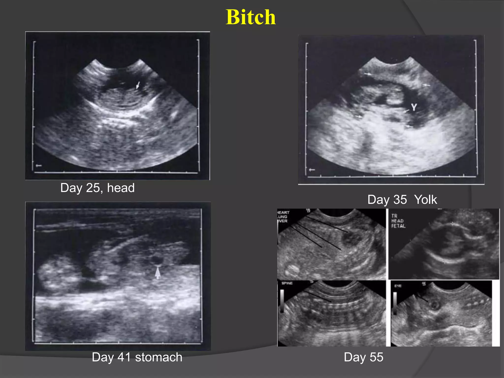 Day 41 stomach
Day 35 Yolk
sac
Day 25, head
Day 55
Bitch
 