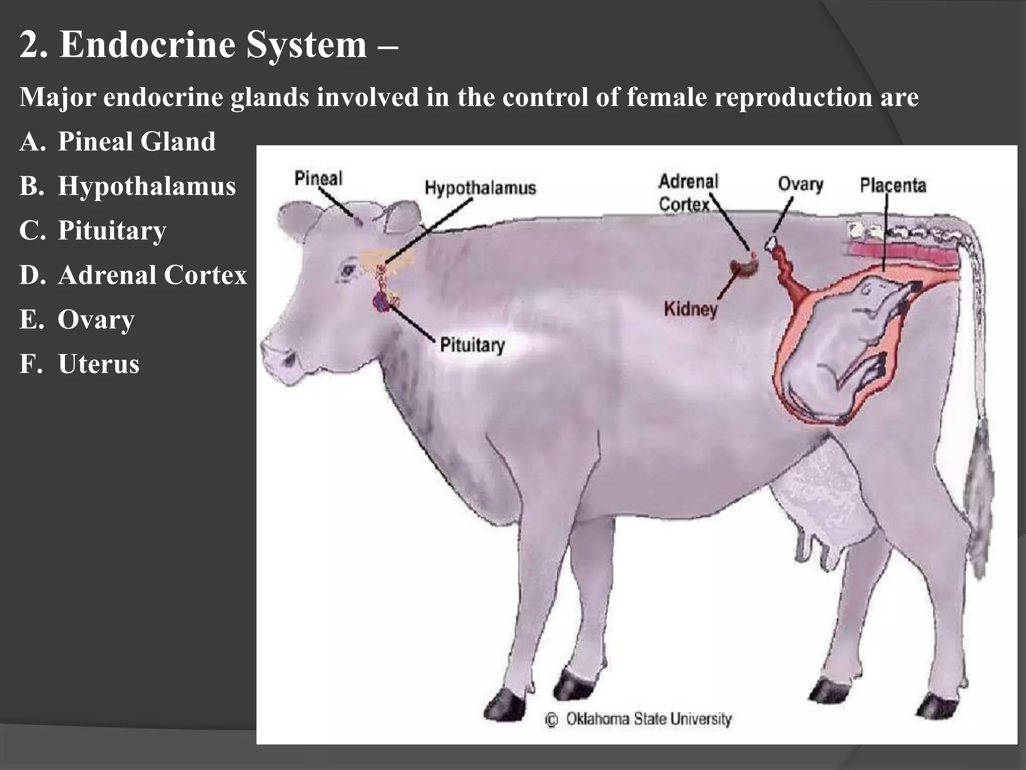 2. Endocrine System –
Major endocrine glands involved in the control of female reproduction are
A. Pineal Gland
B. Hypothalamus
C. Pituitary
D. Adrenal Cortex
E. Ovary
F. Uterus
 