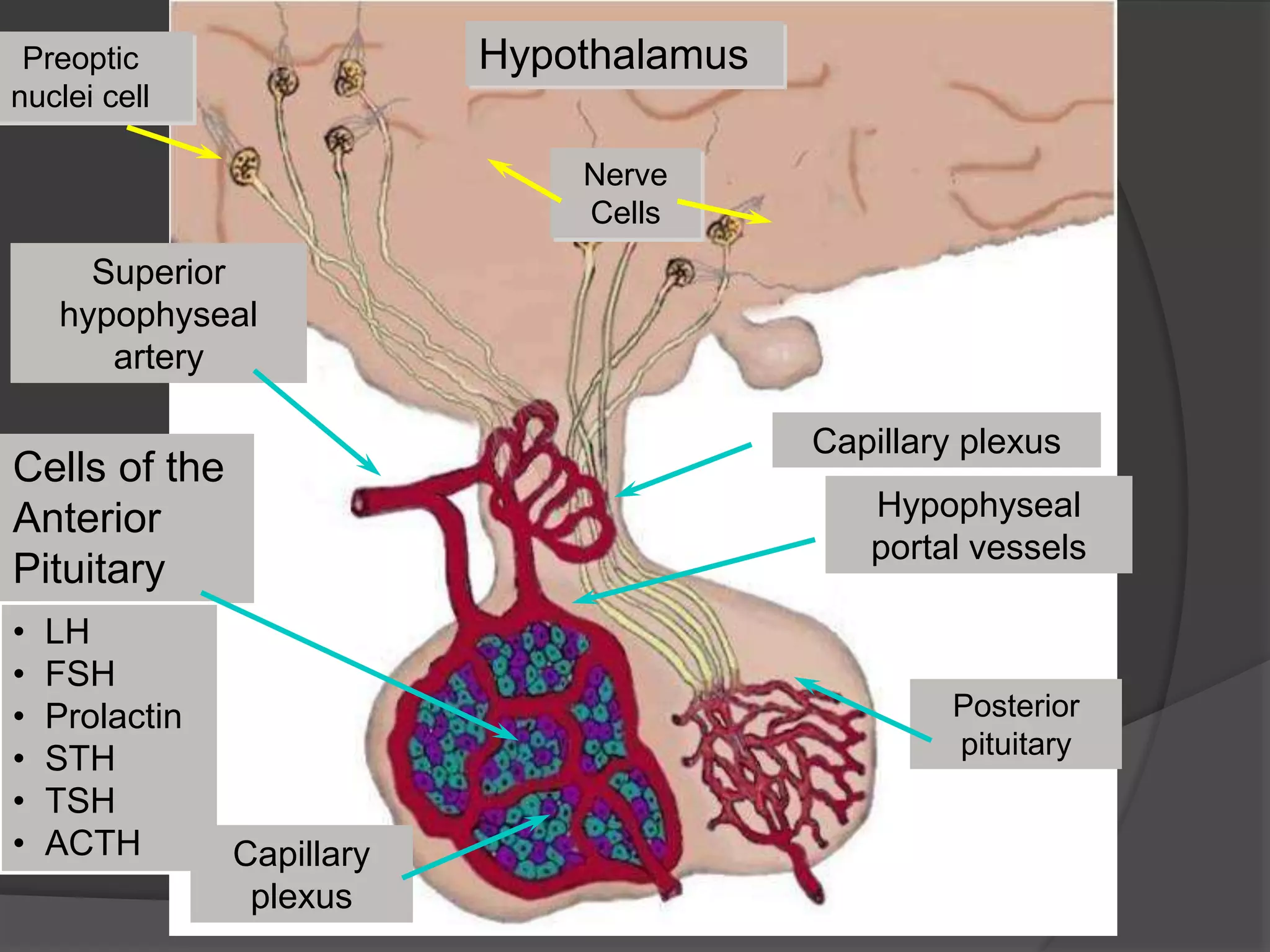 Cells of the
Anterior
Pituitary
• LH
• FSH
• Prolactin
• STH
• TSH
• ACTH
Hypothalamus
Nerve
Cells
Superior
hypophyseal
artery
Hypophyseal
portal vessels
Capillary
plexus
Posterior
pituitary
Capillary plexus
Preoptic
nuclei cell
 