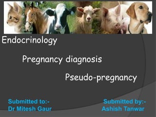 Pregnancy diagnosis
Submitted to:- Submitted by:-
Dr Mitesh Gaur Ashish Tanwar
Endocrinology
Pseudo-pregnancy
 