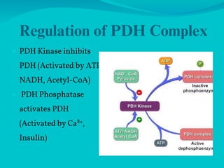 Pdh Inhibit Pyruvate dehydrogenase and tricarboxylic acid cycle/kreb’s cycle/citric ...