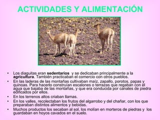 ACTIVIDADES Y ALIMENTACIÓN Los diaguitas eran  sedentarios  y se dedicaban principalmente a la  agricultura . También practicaban el comercio con otros pueblos.  En las laderas de las montañas cultivaban maíz, zapallo, porotos, papas y quinoas. Para hacerlo construían escalones o terrazas que regaban con el agua que bajaba de las montañas, y que era conducida por canales de piedra edificados por ellos.  En los terrenos altos criaban llamas. En los valles, recolectaban los frutos del algarrobo y del chañar, con los que preparaban distintos alimentos y bebidas.  Muchos productos los secaban al sol, los molían en morteros de piedras y  los guardaban en hoyos cavados en el suelo. 