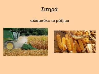 Σιτθρά
καλαμπόκι: το μάηεμα
 
