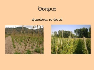 Όςπρια
φαςόλια: το φυτό
 