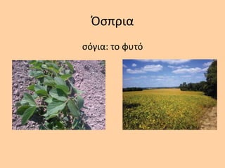 Όςπρια
ςόγια: το φυτό
 
