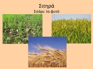 Σιτθρά
Σιτάρι: το φυτό
 