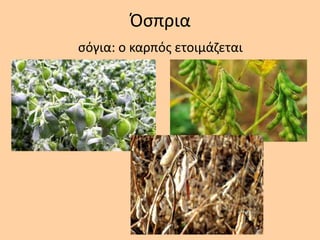 Όςπρια
ςόγια: ο καρπόσ ετοιμάηεται
 