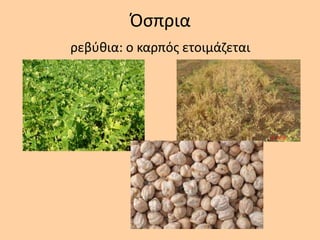 Όςπρια
ρεβφκια: ο καρπόσ ετοιμάηεται
 