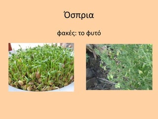 Όςπρια
φακζσ: το φυτό
 