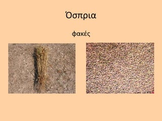 Όςπρια
φακζσ
 