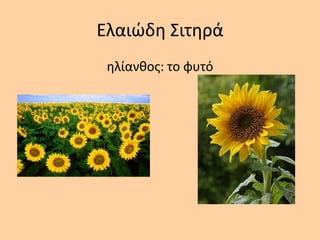 Ελαιώδθ Σιτθρά
θλίανκοσ: το φυτό
 