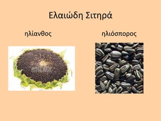 Ελαιώδθ Σιτθρά
θλίανκοσ θλιόςποροσ
 