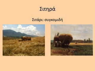 Σιτθρά
Σιτάρι: ςυγκομιδι
 