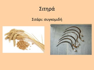 Σιτθρά
Σιτάρι: ςυγκομιδι
 