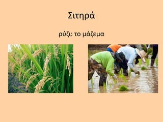 Σιτθρά
ρφηι: το μάηεμα
 