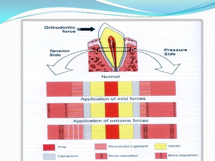 Periodontal Ligament