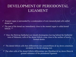 DEVELOPMENT OF PERIODONTAL
LIGAMENT
 Enamel organ is surrounded by a condensation of ecto mesenchymal cells called
dental sac.
 The part of the dental sac immediately close to the enamel organ is called dental
follicle. (3)
 Once the Hertwig Epithelial root sheath disintegrates leaving behind the Epithelial
rests of Malassez, cells of the dental follicle come close to the surface of newly
formed dentin.
 The dental follicle cells then differentiate into cementoblasts & lay down cementum
on dentin on the developing root.
 The other cells of the dental follicle differentiate into fibroblast & lay down fibers &
ground substance of the periodontal ligament.
 