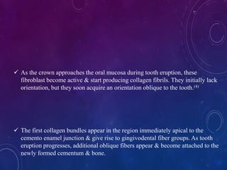  As the crown approaches the oral mucosa during tooth eruption, these
fibroblast become active & start producing collagen fibrils. They initially lack
orientation, but they soon acquire an orientation oblique to the tooth.(4)
 The first collagen bundles appear in the region immediately apical to the
cemento enamel junction & give rise to gingivodental fiber groups. As tooth
eruption progresses, additional oblique fibers appear & become attached to the
newly formed cementum & bone.
 
