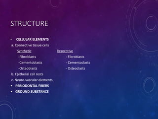 • CELLULAR ELEMENTS
a. Connective tissue cells
Synthetic Resorptive
-Fibroblasts - Fibroblasts
-Cementoblasts - Cementoclasts
-Osteoblasts - Osteoclasts
b. Epithelial cell rests
c. Neuro-vascular elements
• PERIODONTAL FIBERS
• GROUND SUBSTANCE
STRUCTURE
 