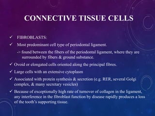 CONNECTIVE TISSUE CELLS
 FIBROBLASTS:
 Most predominant cell type of periodontal ligament.
-> found between the fibers of the periodontal ligament, where they are
surrounded by fibers & ground substance.
 Ovoid or elongated cells oriented along the principal fibres.
 Large cells with an extensive cytoplasm
 Associated with protein synthesis & secretion (e.g. RER, several Golgi
complex, & many secretary vesicles)
 Because of exceptionally high rate of turnover of collagen in the ligament,
any interference in the fibroblast function by disease rapidly produces a loss
of the tooth’s supporting tissue.
 