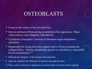 OSTEOBLASTS
 Found on the surface of the alveolar bone .
 Seen on surfaces of bone giving an epithelium like appearance. Shape
varies (seen as oral, triangular, cuboidal) etc.
 Cytoplasm is basophilic ( because of abundant rough endoplasmic
reticulum)
 Responsible for laying down the organic matrix of bone including the
collagen fibers. Alkaline phosphatase present in osteoblasts is responsible
for its mineralization(13)
 Maintain the integrity of the lacunae and canaliculi.
 Open the channels for diffusion of nutrition through the bone.
 Play a role in removal or deposition of matrix and of calcium when required.
 