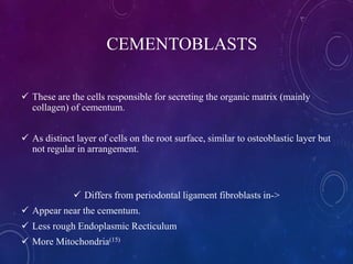 CEMENTOBLASTS
 These are the cells responsible for secreting the organic matrix (mainly
collagen) of cementum.
 As distinct layer of cells on the root surface, similar to osteoblastic layer but
not regular in arrangement.
 Differs from periodontal ligament fibroblasts in->
 Appear near the cementum.
 Less rough Endoplasmic Recticulum
 More Mitochondria(15)
 