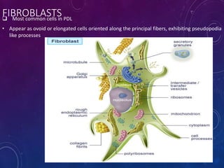 FIBROBLASTS Most common cells in PDL
• Appear as ovoid or elongated cells oriented along the principal fibers, exhibiting pseudopodia
like processes
 
