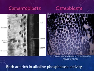 Cementoblasts Osteoblasts
Both are rich in alkaline phosphatase activity.
ELECTRON MICROGRAPH – OSTEOBLAST –
CROSS SECTION-
 