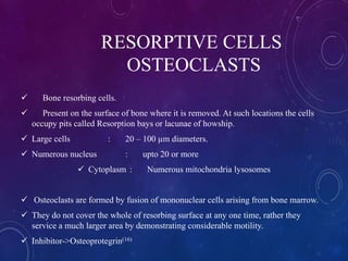 RESORPTIVE CELLS
OSTEOCLASTS
 Bone resorbing cells.
 Present on the surface of bone where it is removed. At such locations the cells
occupy pits called Resorption bays or lacunae of howship.
 Large cells : 20 – 100 µm diameters.
 Numerous nucleus : upto 20 or more
 Cytoplasm : Numerous mitochondria lysosomes
 Osteoclasts are formed by fusion of mononuclear cells arising from bone marrow.
 They do not cover the whole of resorbing surface at any one time, rather they
service a much larger area by demonstrating considerable motility.
 Inhibitor->Osteoprotegrin(16)
 